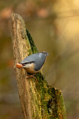 Eurasian Nuthatch (Sitta europaea)