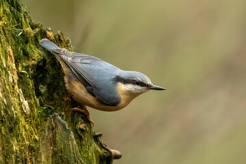 Eurasian Nuthatch (Sitta europaea)