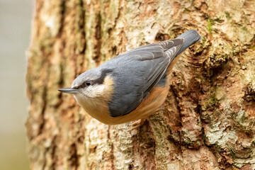 Eurasian Nuthatch (Sitta europaea)