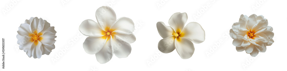 Poster on a transparent background, a plumeria flower is shown in isolation, generated using stock techniqu