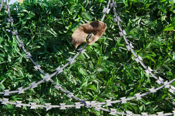 Barbed wire fence for protection purposes of a pproperty