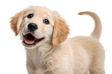 Retriever puppy 2 months isolated on transparent background