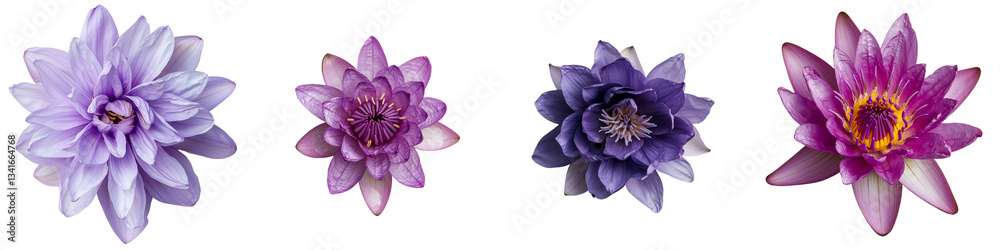 Aufkleber On a transparent background, a purple water lily is shown in isolation, a creation of Generative Ai