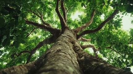 Majestic tree growth enchanted forest nature photography serene environment low angle lush green leaves concept