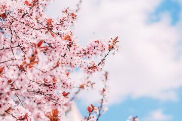 Cherry blossoms in spring