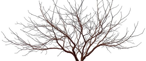 Bare, intertwined branches isolated on pure white backdrop, texture, season