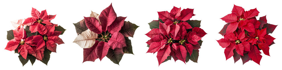 Isolated on a transparent background is a poinsettia plant in full bloom made with Generative Ai