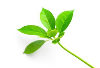 Fototapeta premium Single vibrant green plant, isolated on pure white backdrop, ecology, natural