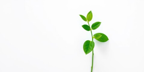 Fototapeta premium Single vibrant green plant, isolated on pure white backdrop, closeup, bright