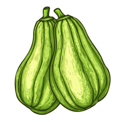 My hand-drawn colorful Chayote. Trendy abstract minimal style. Natural fresh. Vector illustration isolated on white background, vector illustration