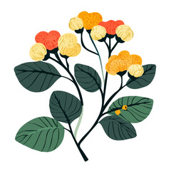 My hand-drawn colorful Cloudberry branch. Trendy abstract minimal style. Natural fresh. Vector illustration isolated on white background, vector illustration