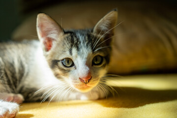 Adorable close-up of a young kitten resting on a yellow surface while basking in sunlight. Its gentle gaze and soft light create a cozy and warm atmosphere, reflecting innocence and comfort.