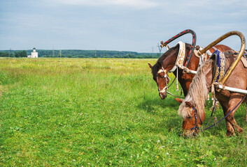 Decorated horses graze peacefully in a sunlit Russian pasture © darkbird