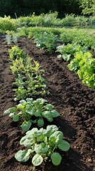 Garden beds showcasing rich soil in various stages of plant growth during a sunny day in a rural backyard