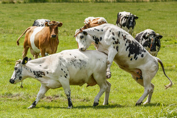Cows engage in natural mating behavior on a sunny day in a lush green pasture surrounded by a herd...
