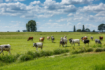 Obraz premium Cows grazing peacefully in a lush green field under a bright blue sky with fluffy clouds