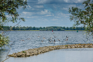 Fototapeta premium Lake surrounded by trees features birds in flight while a kayaker explores on a cloudy day in a serene natural setting