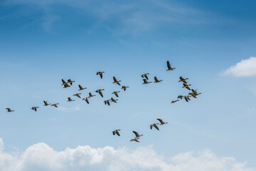 Flock of birds migrating across a clear sky during the afternoon
