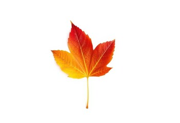 Single autumn leaf, isolated on pure white background, botanical, red