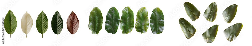 Poster collection consisting of a banana leaf isolated on a white backdrop