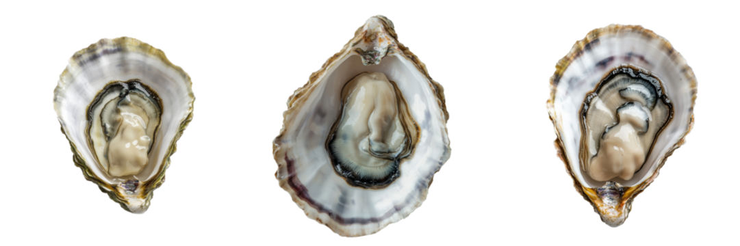 An oyster shell, alone and unaccompanied, is depicted on a transparent background, a product of Generative Ai