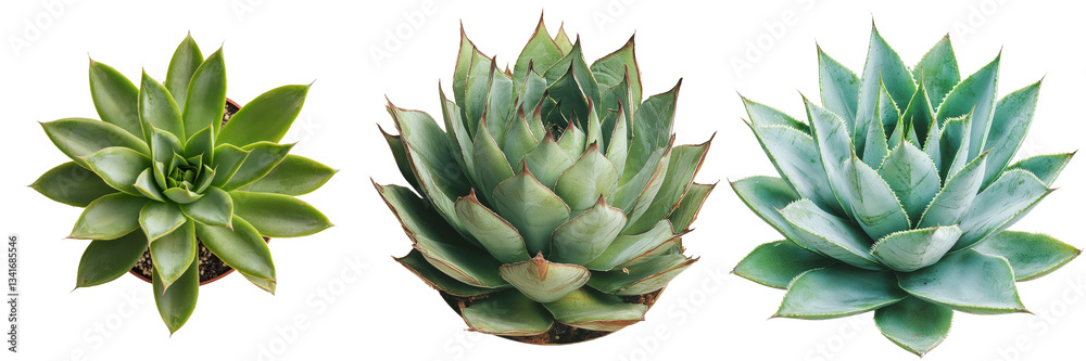 Poster isolated on a transparent background is a tropical agave bush plant image made with generative ai