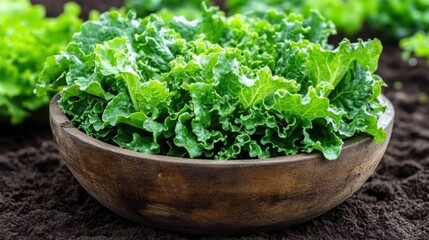 Freshly harvested green leaf lettuce in a rustic wooden bowl