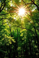 Obraz premium Sunlit dappled canopy, vibrant green deciduous forest panorama, trees, branches, summer