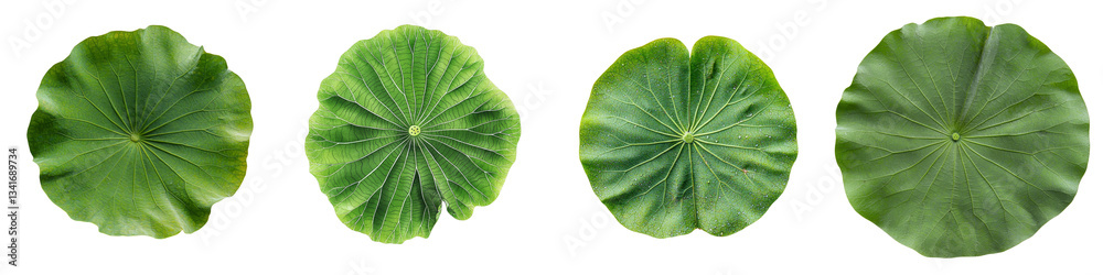 Poster An isolated green lotus leaf is depicted on a transparent background in a Generative Ai image