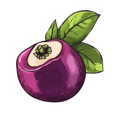 My hand-drawn colorful Mangosteen with leaf. Trendy abstract minimal style. Natural fresh. Vector illustration isolated on white background, vector illustration