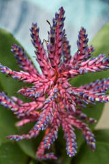 Brilliant Del Mar Plant Blooming in the Summer