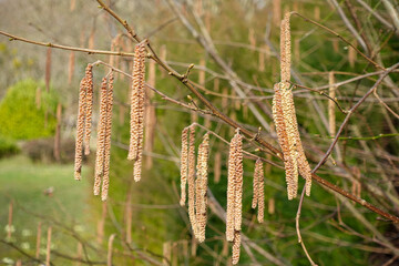 Hazel Catkins Swinging in Early Spring Breeze