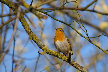 robin perching on a twig on a sunny spring day close-up