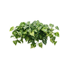 Fototapeta premium Vivid ivy plant with heart-shaped leaves draping gracefully, ideal for home decor or enhancing indoor spaces with a touch of nature