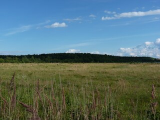 Wide meadow with tall grasses under a blue sky. Forest line in the distance. Sunny day, peaceful rural scene.
