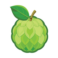 Fresh green cherimoya vector illustration, a sweet symbol of healthy fruit