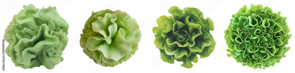 Poster fresh organic green romaine lettuce leaves on transparent background, an image generated using gener