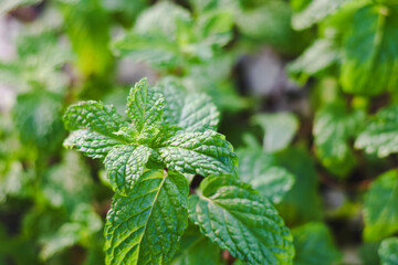 Mint leaves in the organic garden