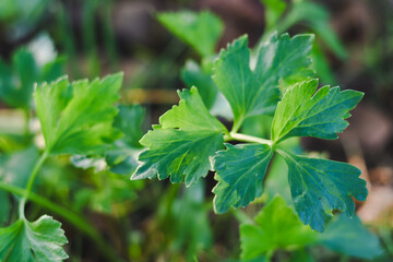 Celery leaves in the garden