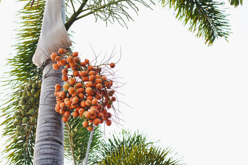 palm tree The clusters of orange and green fruits make it especially vibrant.