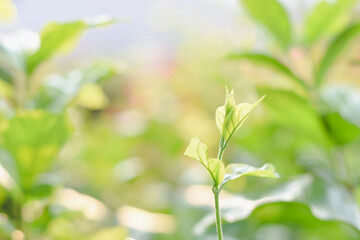 young plant thriving in the early stages of growth. The fresh green leaves and delicate stem radiate a sense of new beginnings and natural beauty.