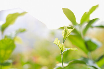 young plant thriving in the early stages of growth. The fresh green leaves and delicate stem radiate a sense of new beginnings and natural beauty.