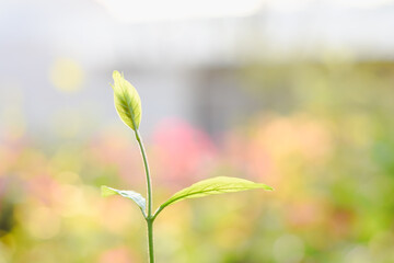 young plant thriving in the early stages of growth. The fresh green leaves and delicate stem radiate a sense of new beginnings and natural beauty.