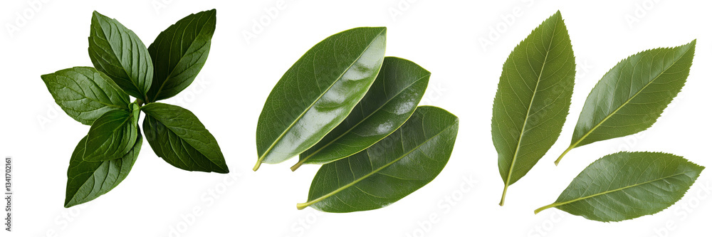 Poster An image of isolated fresh green leaves on a transparent background was made with Generative Ai