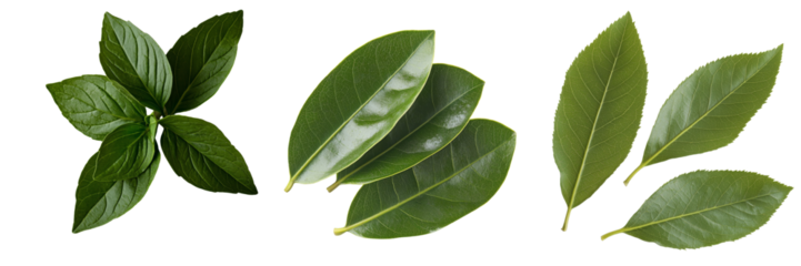 An image of isolated fresh green leaves on a transparent background was made with Generative Ai