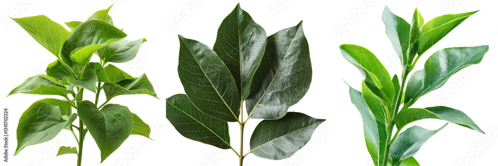 Poster Isolated on a transparent background is a fresh green leaf, an image generated by Generative Ai