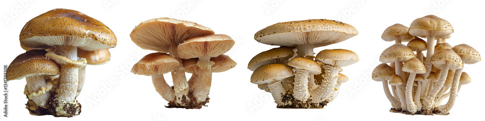Poster the image of a porcini mushroom on a clear background was generated using stock techniques