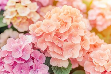 Close-up of vibrant, pastel-colored hydrangeas.  Soft focus, showcasing delicate blossoms in shades of pink and peach
