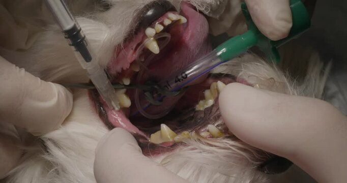 The veterinarian conducts a blockade of the tooth root in a white dog using syringes and dental instruments, providing proper treatment of pain before treating tooths. Treatment of teeth in a dog.