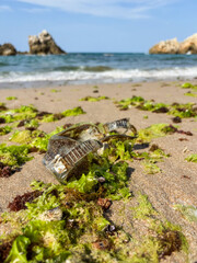 Waste plastic diving goggles that will be brought to the beach by waves. Plastic pollution and...